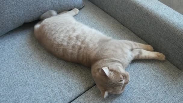 Ferme là. belle écossaise pli crème tabby boucle d'oreille avec de grands yeux jaunes. Mignon chat drôle est couché sur le canapé et regarde la caméra . — Video