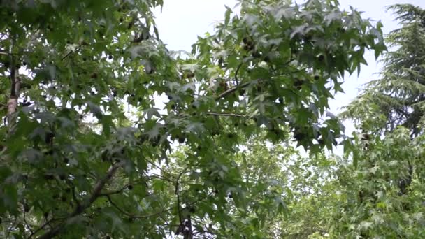Platanus orientalis. Сикамор. Плоды дерева заклеены. Зеленые шарики. Саммер. Цветение деревьев. Фон неба и дерева. 4k, slow motion — стоковое видео