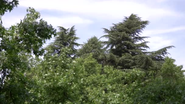 Platanus orientalis. Sycamore. O fruto da árvore é remendado. Bolas verdes. Verão. Floração de árvores. Fundo do céu e da árvore. 4k, câmera lenta — Vídeo de Stock