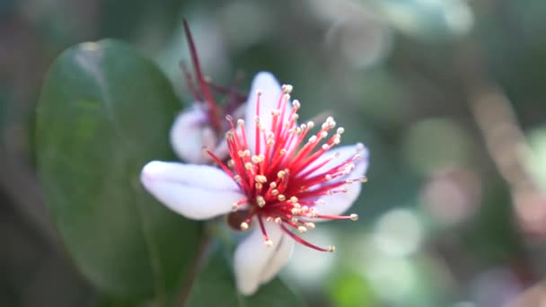 Bloeiende boom feijoa Acca sellowiana, ananas guave, guavasteen. Tak met bloemen en knoppen op feijoa boom. 4 k, vertraagd, close-up — Stockvideo