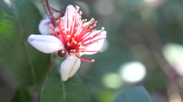 Árbol floreciente feijoa, Acca sellowiana, guayaba de piña, guayaba. Rama con flores y brotes en el árbol feijoa. 4k, cámara lenta, primer plano — Vídeo de stock