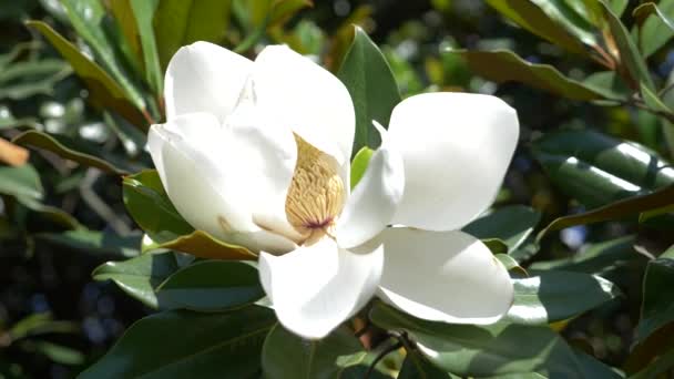 Красивый белый цветок магнолии в саду крупным планом. 4К, цветок, раздутый ветром. Медленное движение — стоковое видео
