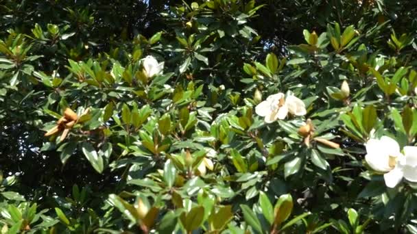 Όμορφη λευκή μανόλια λουλούδι στον κήπο. 4k, ένα δέντρο magnolia που κυματίζουν από τον άνεμο. Αργή κίνηση — Αρχείο Βίντεο