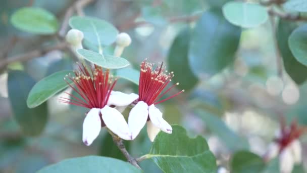 Bloeiende boom feijoa Acca sellowiana, ananas guave, guavasteen. Tak met bloemen en knoppen op feijoa boom. 4 k, vertraagd, close-up — Stockvideo