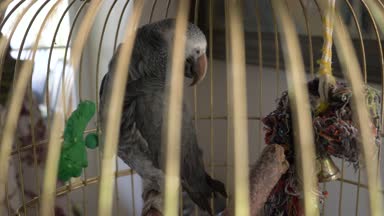 Altın kafese papağan. 4 k, yavaş hareket, yakın çekim. papağan konuşuyor.