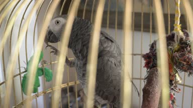 Altın kafese papağan. 4 k, yavaş hareket, yakın çekim. papağan konuşuyor.