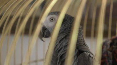 Altın kafese papağan. 4 k, yavaş hareket, yakın çekim. papağan konuşuyor.