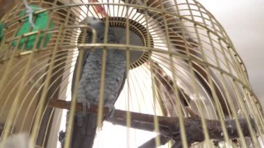 Altın kafese papağan. 4 k, yavaş hareket, yakın çekim. papağan konuşuyor.