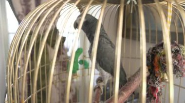 Altın kafese papağan. 4 k, yavaş hareket, yakın çekim. papağan konuşuyor.