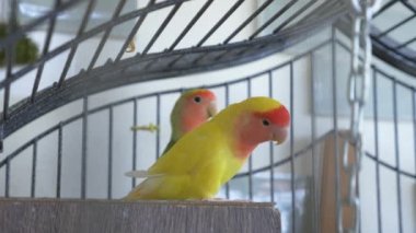 Altın kafese papağan. 4 k, yavaş hareket, yakın çekim.