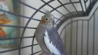 Altın kafese papağan. 4 k, yavaş hareket, yakın çekim.