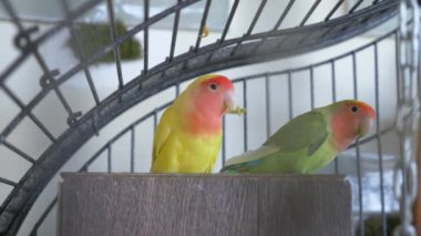 Altın kafese papağan. 4 k, yavaş hareket, yakın çekim.
