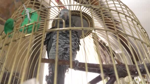 Altın kafese papağan. 4 k, yavaş hareket, yakın çekim. papağan konuşuyor. — Stok video