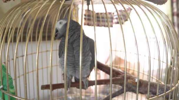 Parrot in a golden cage. 4k, slow-motion, close-up. the parrot is talking. — Stock Video