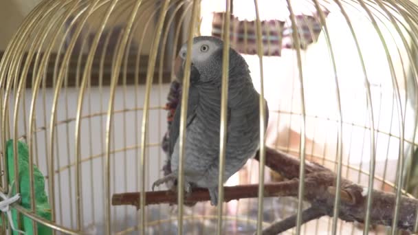 Papagaio em uma jaula de ouro. 4K, câmara lenta, close-up. o papagaio está falando . — Vídeo de Stock