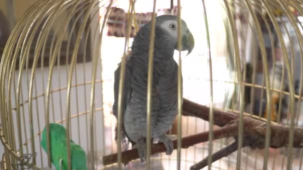 Papegaai in een gouden kooi. 4 k, vertraagd, close-up. de papegaai spreekt. — Stockvideo