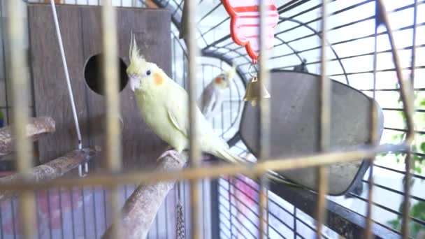 Papagei in einem goldenen Käfig. 4k, Zeitlupe, Nahaufnahme. — Stockvideo
