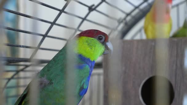 Papuga w złotej klatce. 4 k, zwolnionym tempie, zbliżenie. — Wideo stockowe