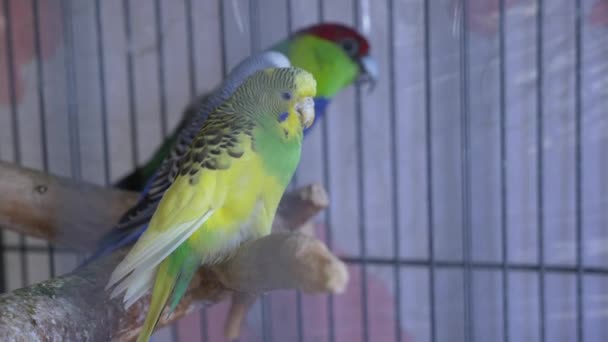 Papagaio em uma jaula de ouro. 4k, câmera lenta, close-up . — Vídeo de Stock