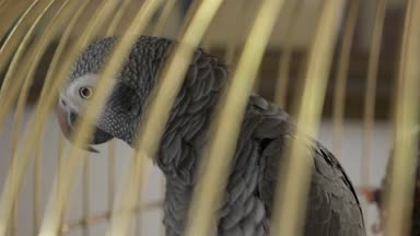 Altın kafese papağan. 4 k, yavaş hareket, yakın çekim. papağan konuşuyor.