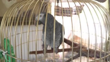 Altın kafese papağan. 4 k, yavaş hareket, yakın çekim. papağan konuşuyor.