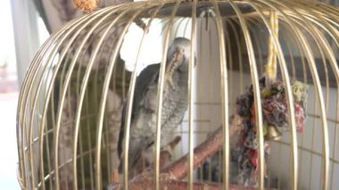 Altın kafese papağan. 4 k, yavaş hareket, yakın çekim. papağan konuşuyor.