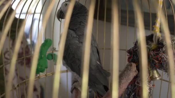 Parrot in a golden cage. 4k, slow-motion, close-up. the parrot is talking. — Stock Video