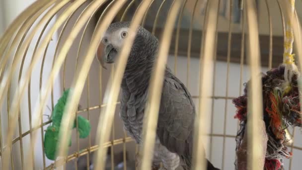 Parrot in a golden cage. 4k, slow-motion, close-up. the parrot is talking. — Stock Video