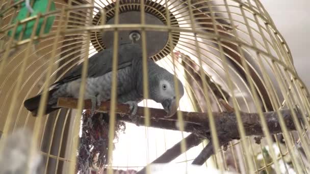 Papegoja i en gyllene bur. 4 k, slow motion, närbild. papegojan talar. — Stockvideo