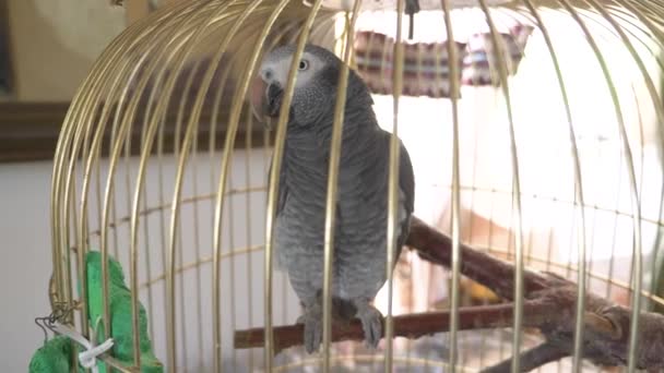 Parrot in a golden cage. 4k, slow-motion, close-up. the parrot is talking. — Stock Video