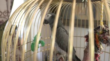 Altın kafese papağan. 4 k, yavaş hareket, yakın çekim. papağan konuşuyor.