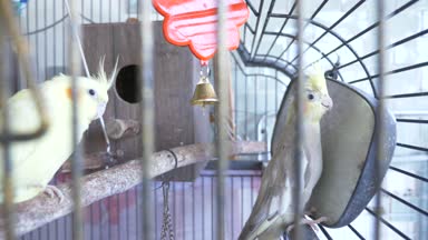 Altın kafese papağan. 4 k, yavaş hareket, yakın çekim.