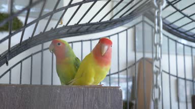 Altın kafese papağan. 4 k, yavaş hareket, yakın çekim.