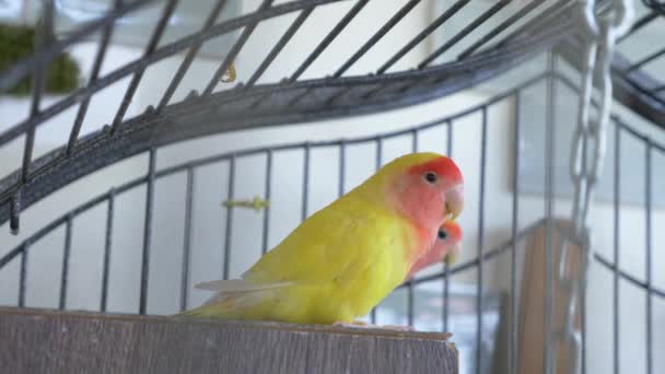 Parrot in a golden cage. 4k, slow-motion, close-up. — Stock Video