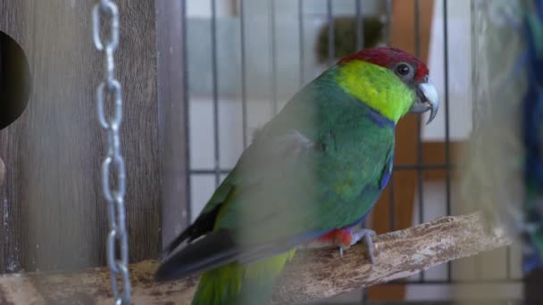 Papagaio em uma jaula de ouro. 4k, câmera lenta, close-up . — Vídeo de Stock