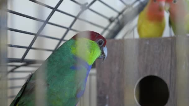 Papuga w złotej klatce. 4 k, zwolnionym tempie, zbliżenie. — Wideo stockowe