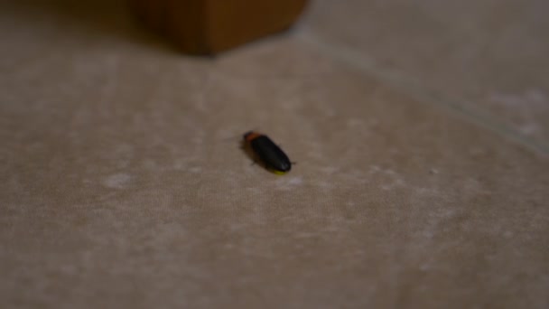 La luciole rampe le long du sol carrelé dans la cour arrière, 4k, au ralenti, gros plan 