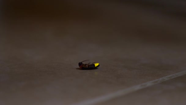 The firefly crawls along the tiled floor in the backyard, 4k, slow-motion, close-up — Stock Video