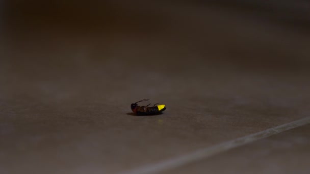 De firefly kruipt langs de betegelde vloer in de achtertuin, 4k, slow-motion, close-up — Stockvideo