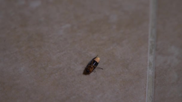 Firefly Crawls Tiled Floor Backyard Slow Close — Stock Video