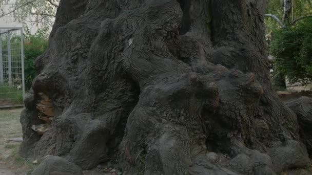 Grands arbres anciens dans la rue dans la ville du sud. 4k . — Video