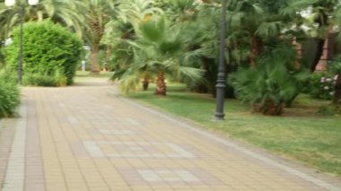 Şehir merkezinde palmiye ağaçları ile park manzarası. 4k