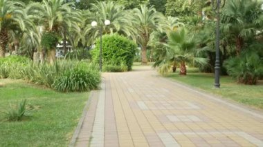 Şehir merkezinde palmiye ağaçları ile park manzarası. 4k