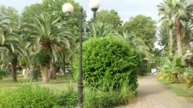 Şehir merkezinde palmiye ağaçları ile park manzarası. 4k