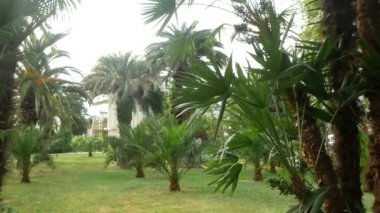 Şehir merkezinde palmiye ağaçları ile park manzarası. 4k