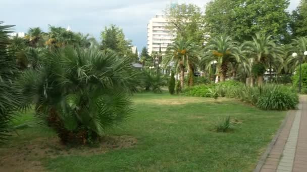 Vista del parque con palmeras en el centro de la ciudad. 4k — Vídeo de stock