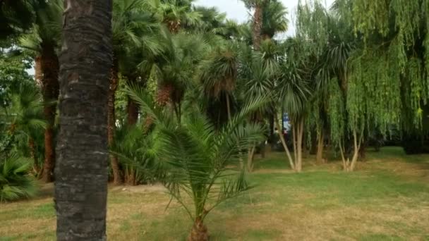 公园的看法与棕榈树在城市的中心。4k — 图库视频影像