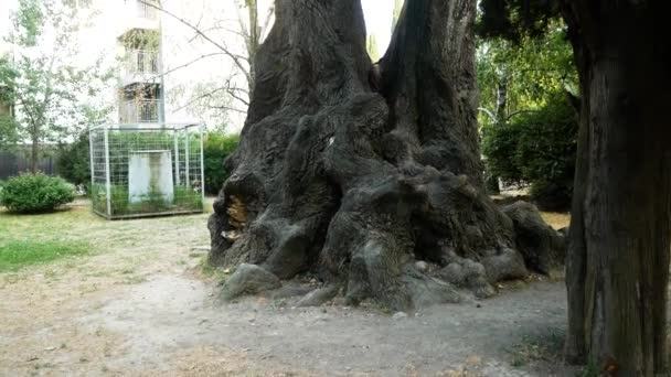 Grandes árboles viejos en la calle en la ciudad del sur. 4k . — Vídeos de Stock