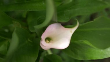Yumuşak beyaz calla lily çiçek arka planda yeşil taze yaprakları görünüyor. 4k, ağır çekim. yakın çekim