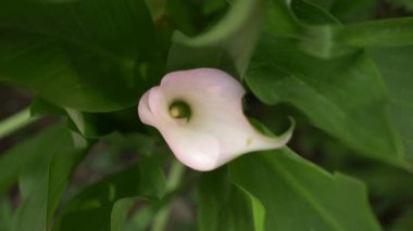 Yumuşak beyaz calla lily çiçek arka planda yeşil taze yaprakları görünüyor. 4k, ağır çekim. yakın çekim